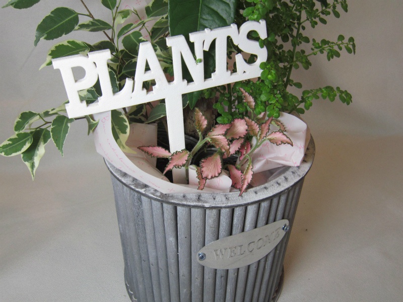 PLANTSbԉufB[ u[ev̂