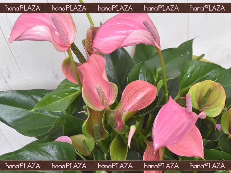 hana*PLAZA -ԁPlants-bԉut[Xg iJv̂