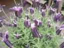 h French lavenderh cJ攔Ĵԉu͂ȂtKv̓̉Ԃn߁At[Mtg₨Ԃ̑zȂC[t[