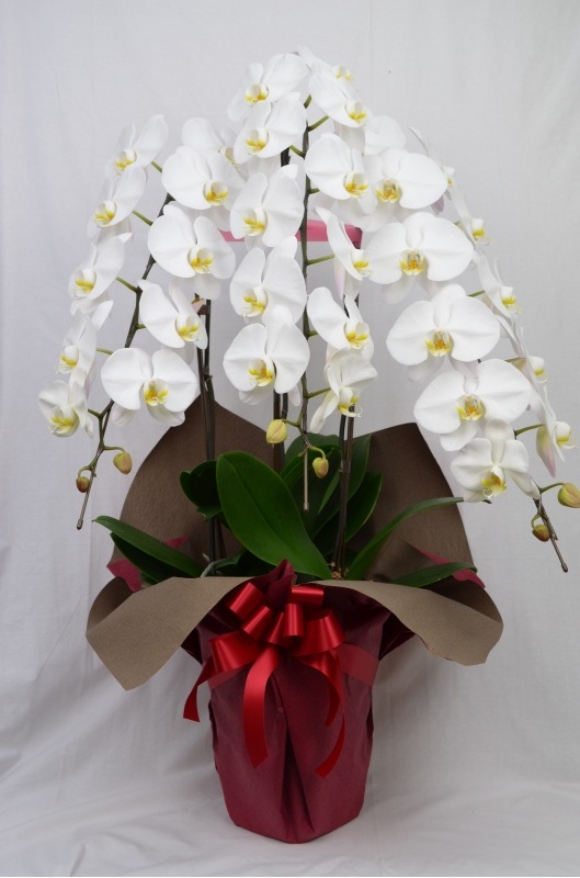 Phalaenopsis 20.0bԉuԂ̕Gv̂