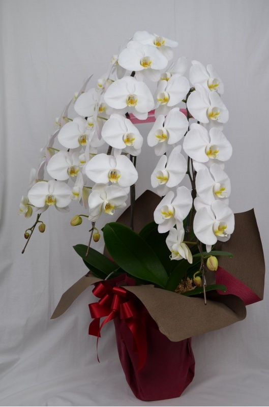 Phalaenopsis 20.0bԉuԂ̕Gv̂