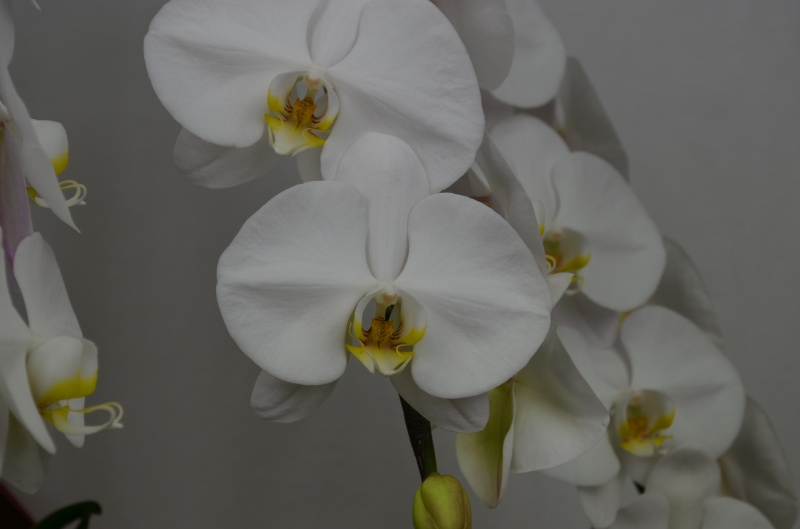 Phalaenopsis 20.0bԉuԂ̕Gv̂