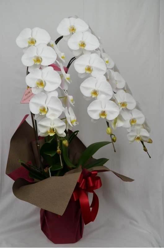 Phalaenopsis 20.0bԉuԂ̕Gv̂