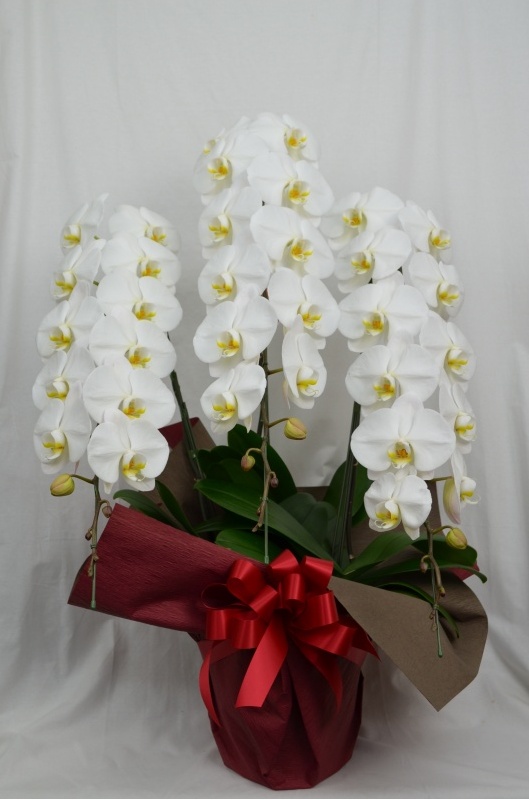 Phalaenopsis 30.0bԉuԂ̕Gv̂