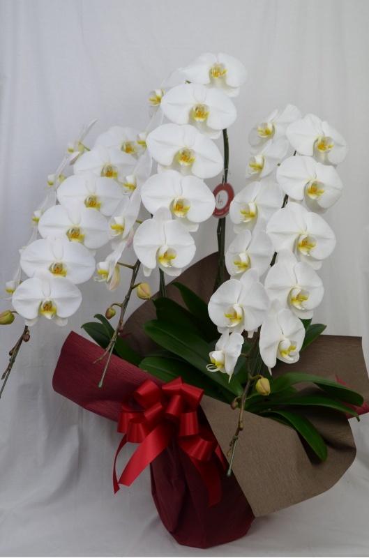 Phalaenopsis 30.0bԉuԂ̕Gv̂