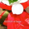 Aloha!ofSanta Îs۔V̂ԉumo`vt[Mtg₨Ԃ̑zȂC[t[