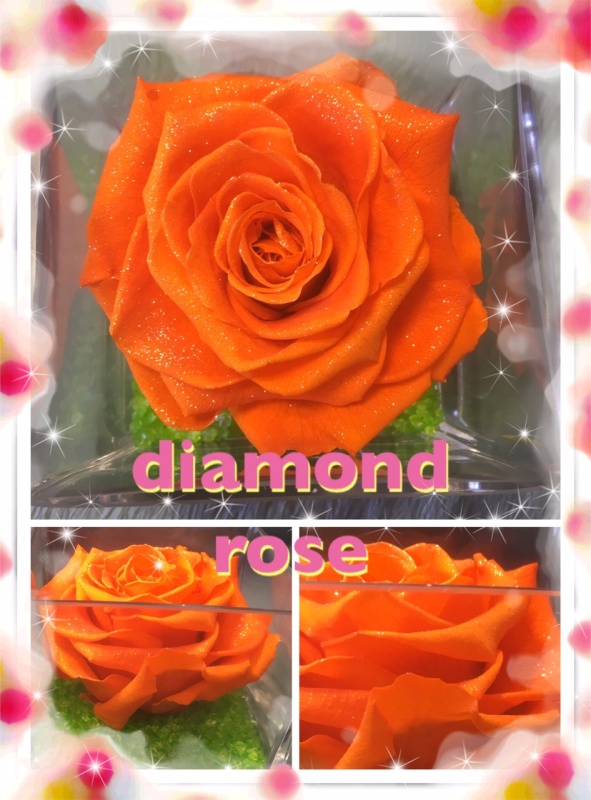 DIAMOND@ROSEORANGEbԉug ef gd`qsv̂