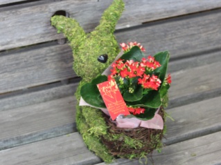 Plant Moss Rabbit@Red