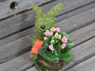 Plant Moss Rabbit Pink