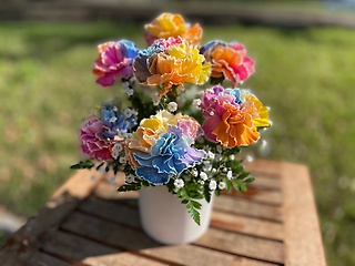 rainbow carnation