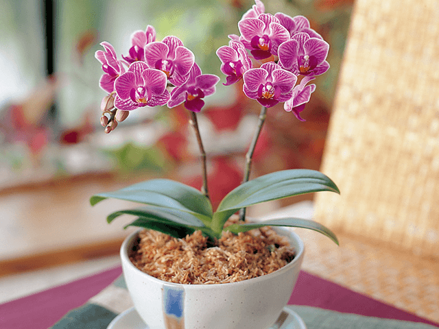 敬老の日の花　蘭の鉢物