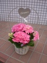 ピンクのアジサイ 室蘭市宮の森町のお花屋さん「花のよしおか」母の日の花を始め、フラワーギフトやお花の宅配ならイーフローラ