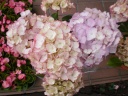 アジサイの鉢 室蘭市宮の森町のお花屋さん「花のよしおか」母の日の花を始め、フラワーギフトやお花の宅配ならイーフローラ
