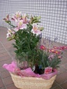 アルストロ・ラベンダー・マーガレットセット 室蘭市宮の森町のお花屋さん「花のよしおか」母の日の花を始め、フラワーギフトやお花の宅配ならイーフローラ