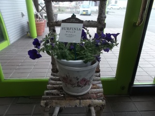 サフィニア　青紫系 室蘭市宮の森町のお花屋さん「花のよしおか」母の日の花を始め、フラワーギフトやお花の宅配ならイーフローラ