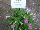 サフィニア・ブーケピンク 室蘭市宮の森町のお花屋さん「花のよしおか」母の日の花を始め、フラワーギフトやお花の宅配ならイーフローラ