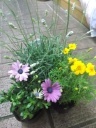 寄せ鉢ミックス 室蘭市宮の森町のお花屋さん「花のよしおか」母の日の花を始め、フラワーギフトやお花の宅配ならイーフローラ