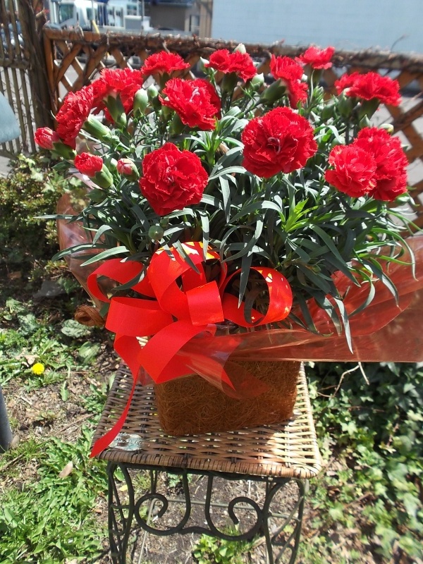 赤カーネーション鉢｜お花屋さん「花のよしおか」の母の日のお花