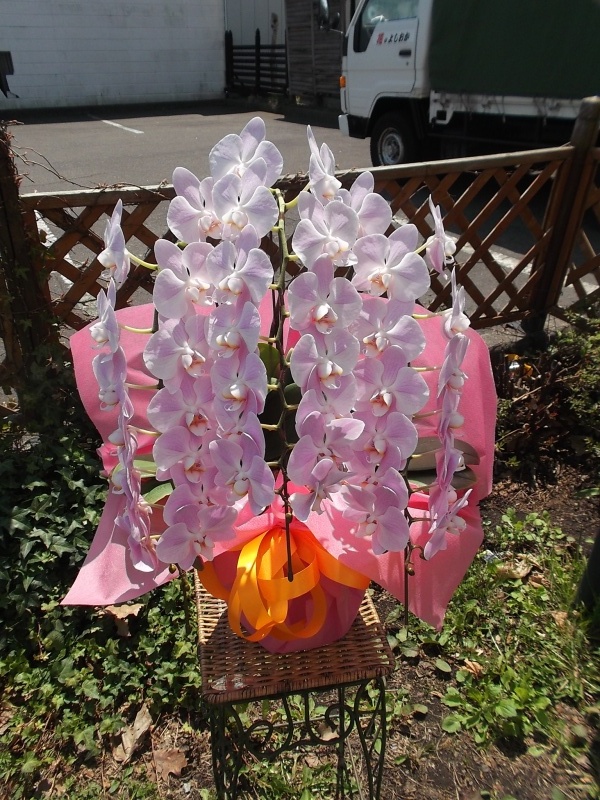 ピンク胡蝶蘭ミニ｜お花屋さん「花のよしおか」の母の日のお花