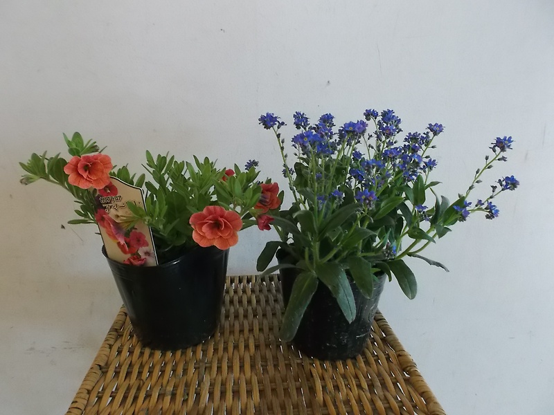 ガーデン花＆花鉢｜お花屋さん「花のよしおか」の母の日のお花