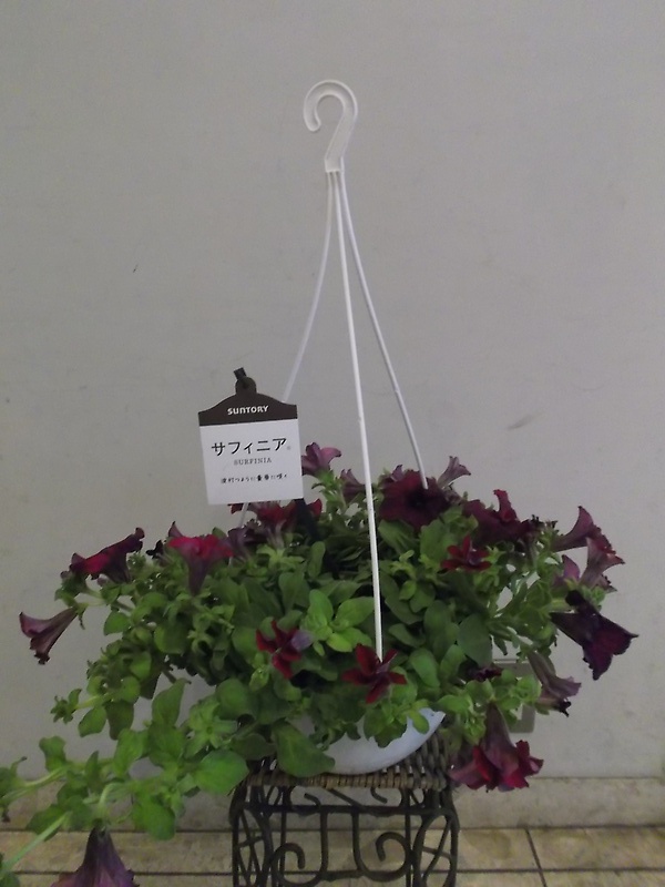 サフィニア鉢（ハンギング）｜お花屋さん「花のよしおか」の母の日のお花