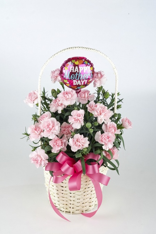 ピンクのカーネーションバスケット｜お花屋さん「パセリー菜 ４ｓｅａｓｏｎ ｓｔｏｒｅ」の母の日のお花