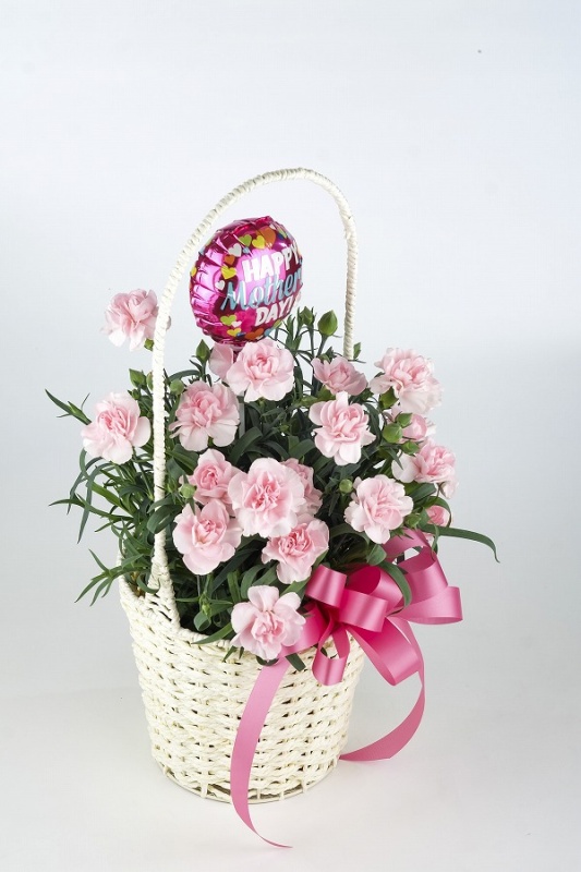 ピンクのカーネーションバスケット｜お花屋さん「パセリー菜 ４ｓｅａｓｏｎ ｓｔｏｒｅ」の母の日のお花