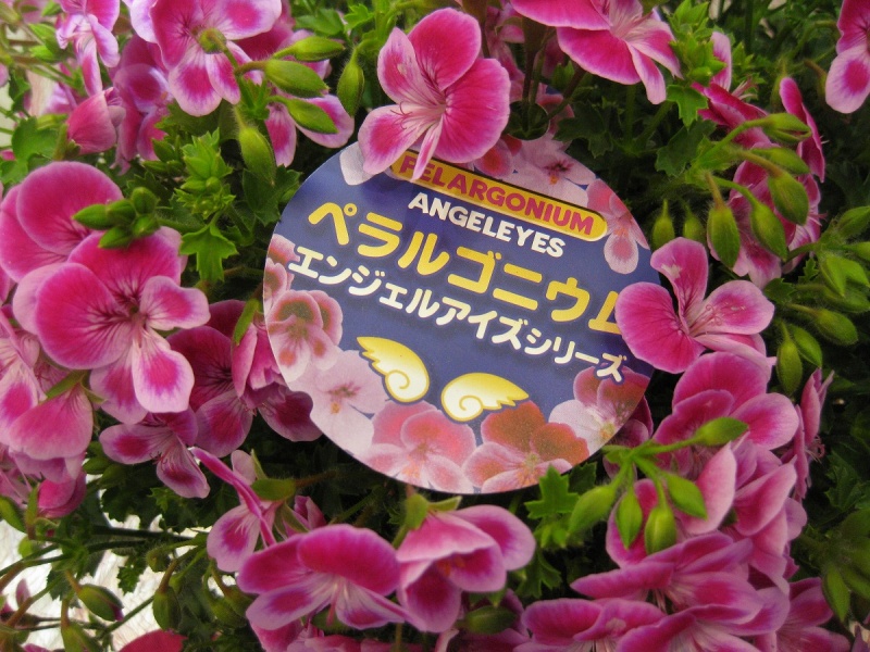 ペラルゴニウム　ビオラ　５寸鉢｜お花屋さん「パセリー菜 ４ｓｅａｓｏｎ ｓｔｏｒｅ」の母の日のお花
