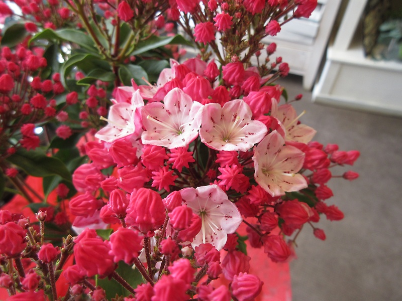 カルミア　オスボレッド　6号鉢｜お花屋さん「パセリー菜 ４ｓｅａｓｏｎ ｓｔｏｒｅ」の母の日のお花