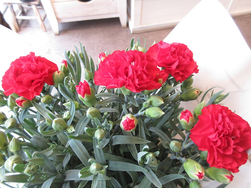 カーネーション　赤（感謝の気持ち）５寸鉢｜お花屋さん「パセリー菜 ４ｓｅａｓｏｎ ｓｔｏｒｅ」の母の日のお花