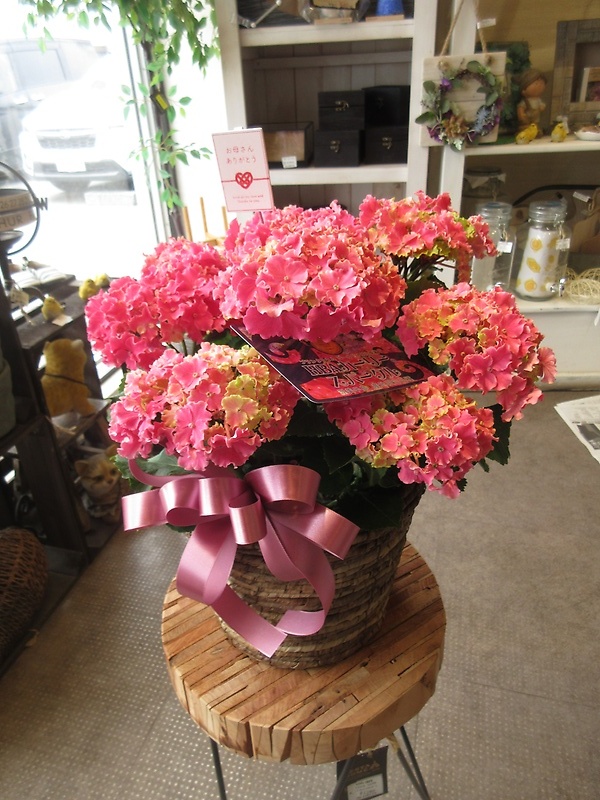 ハイドランジア　カーリースパークル　ピンク　５寸鉢｜お花屋さん「パセリー菜 ４ｓｅａｓｏｎ ｓｔｏｒｅ」の母の日のお花