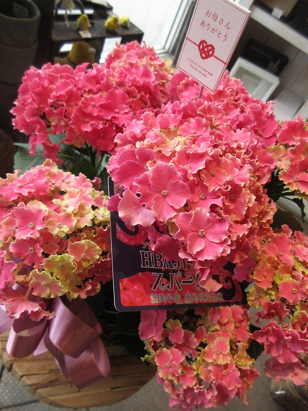 ハイドランジア　カーリースパークル　ピンク　５寸鉢｜お花屋さん「パセリー菜 ４ｓｅａｓｏｎ ｓｔｏｒｅ」の母の日のお花