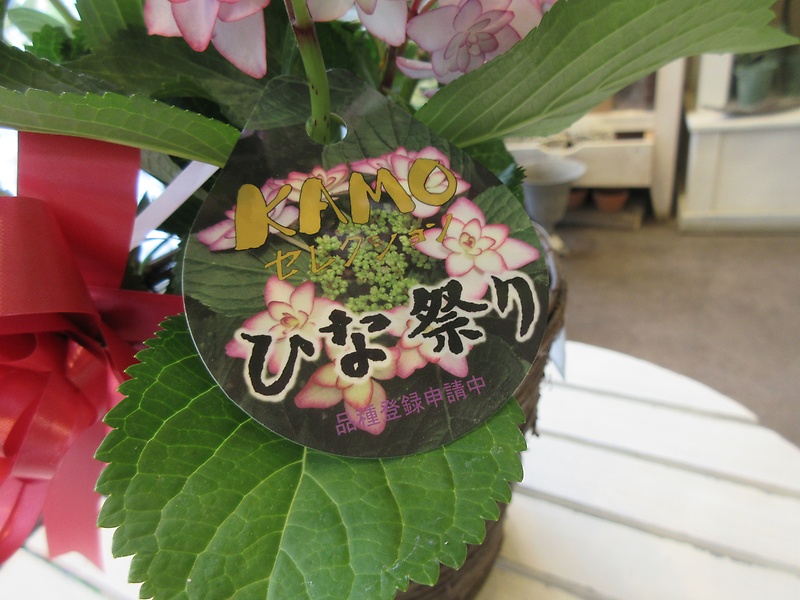 ハイドランジア　ひな祭り　５寸鉢｜お花屋さん「パセリー菜 ４ｓｅａｓｏｎ ｓｔｏｒｅ」の母の日のお花