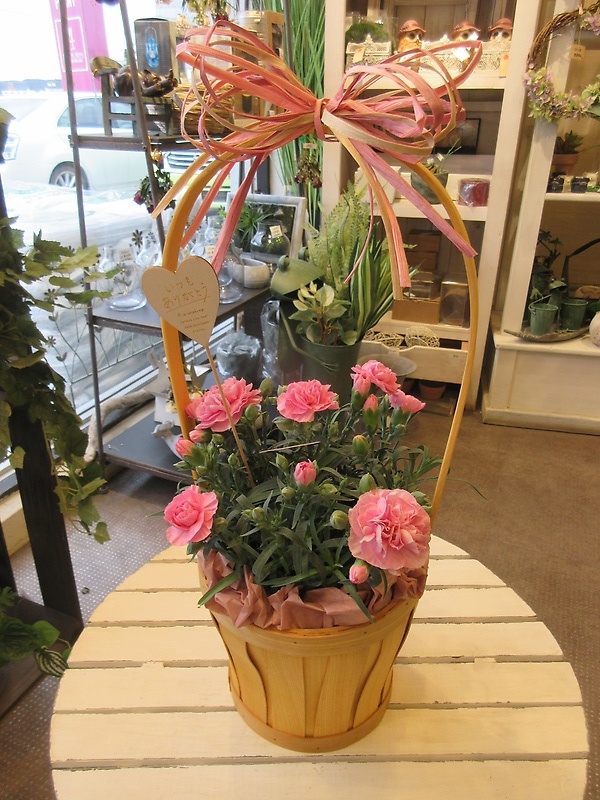 カーネーション　ピンク系　５寸鉢｜お花屋さん「パセリー菜 ４ｓｅａｓｏｎ ｓｔｏｒｅ」の母の日のお花