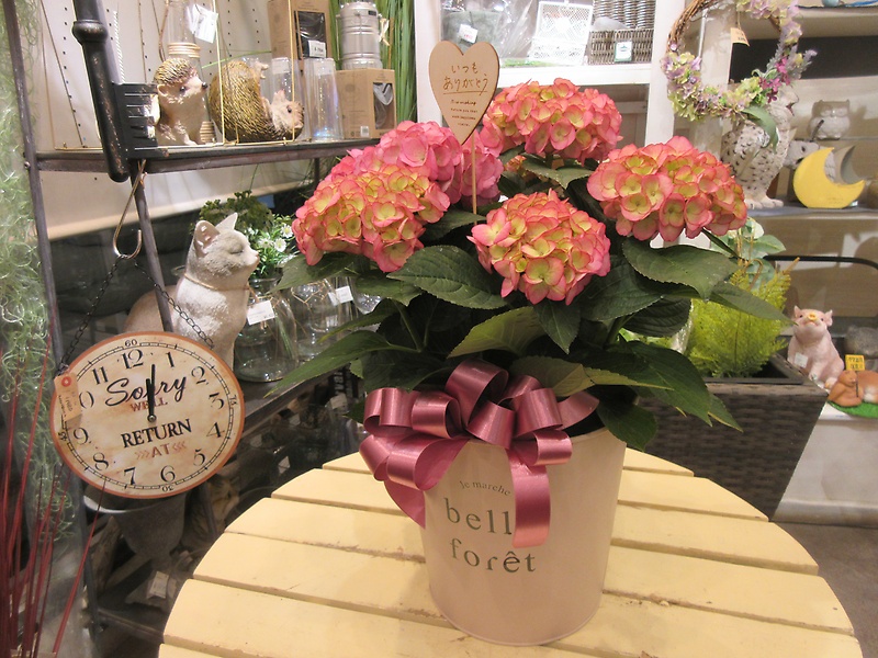 ハイドランジア　クイーンオブエリザベス　５寸鉢｜お花屋さん「パセリー菜 ４ｓｅａｓｏｎ ｓｔｏｒｅ」の母の日のお花