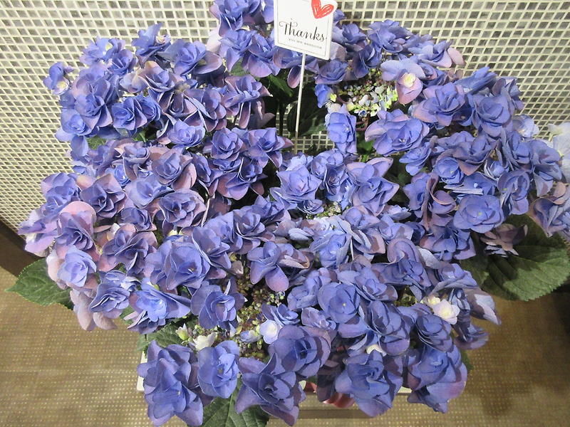 ハイドランジア　フェアリーラブ　５寸鉢｜お花屋さん「パセリー菜 ４ｓｅａｓｏｎ ｓｔｏｒｅ」の母の日のお花