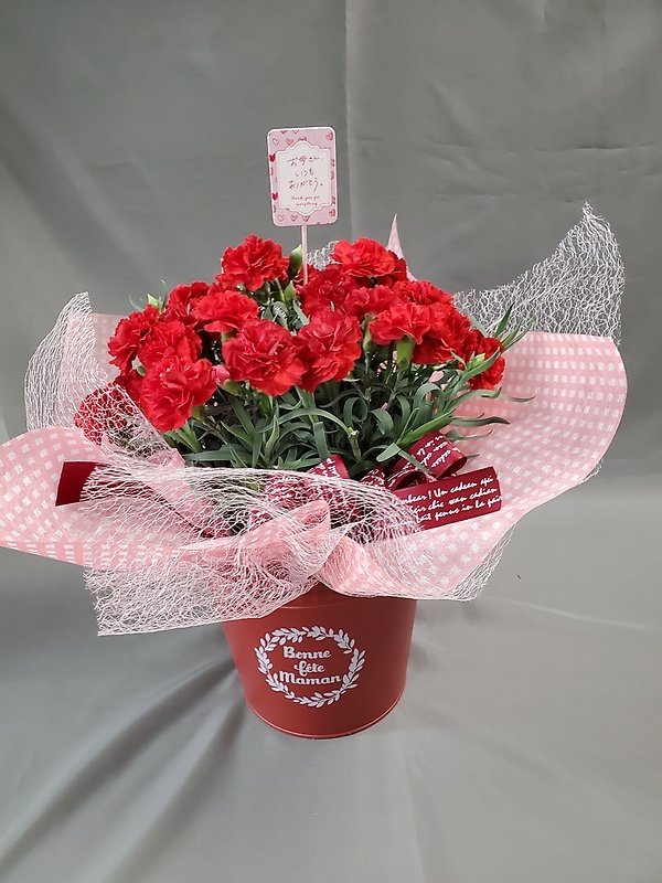 赤いカーネーション鉢植え｜お花屋さん「フラワーショップ花くらぶ」の母の日のお花