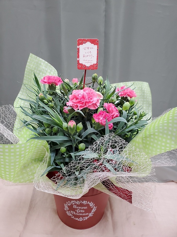 ピンクのカ-ネーション｜お花屋さん「フラワーショップ花くらぶ」の母の日のお花