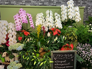 フラワーなるせ ふじみ野市鶴ケ岡のお花屋さん イーフローラ フラワーギフトや花の宅配 送料無料も多数