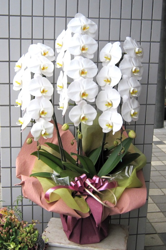 白胡蝶蘭　３本立　33輪～36輪前後｜お花屋さん「Ｃｏｕｌｅｕｒ ｄｅ ｆｌｅｕｒ」の母の日のお花