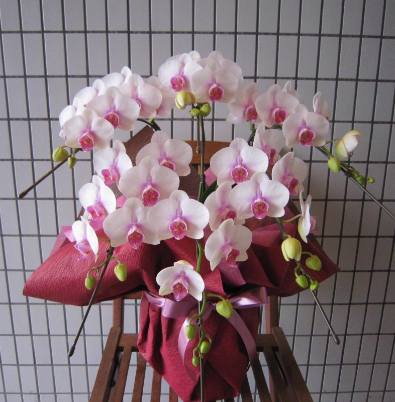 ミディー（中輪）　ピンク系胡蝶蘭　5本立｜お花屋さん「Ｃｏｕｌｅｕｒ ｄｅ ｆｌｅｕｒ」の母の日のお花