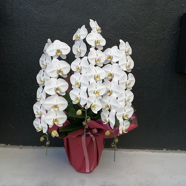 白胡蝶蘭３本立　ビクトリーホワイト39輪～42輪前後｜お花屋さん「Ｃｏｕｌｅｕｒ ｄｅ ｆｌｅｕｒ」のお花