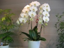 Phalaenopsis `֌ӒROֈȏ