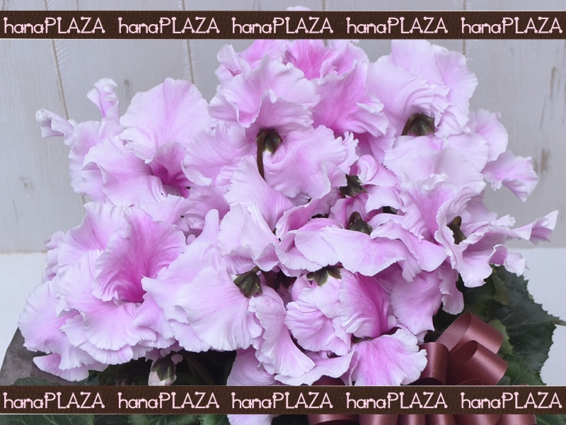 hana*PLAZA -ԁPlants-bԉut[Xg iJv̂