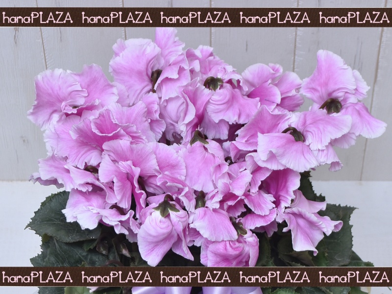 hana*PLAZA -ԁPlants-bԉut[Xg iJv̂