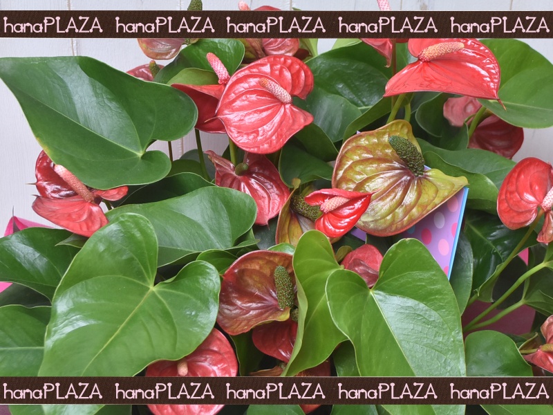 hana*PLAZA -ԁPlants-bԉut[Xg iJv̂