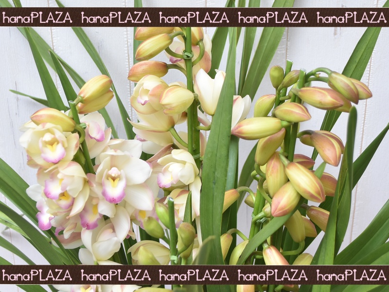 hana*PLAZA -Orchid-bԉut[Xg iJv̂