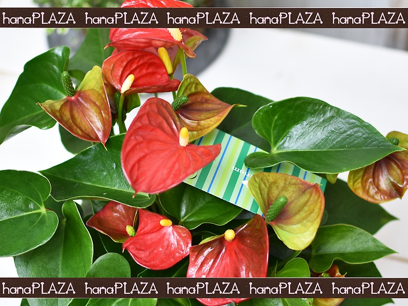 hana*PLAZA -ԁPlants-bԉut[Xg iJv̂