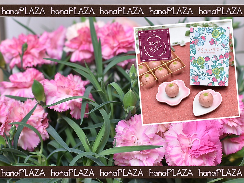 hana*PLAZA ~ aَq 񂾘a **bԉut[Xg iJv̓̂̕