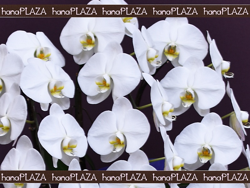 hana*PLAZA -Orchid-bԉut[Xg iJv̂